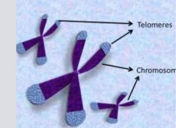 ภาพขยายจำลองรูปร่างโครโมโซมและเทโลเมีย