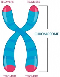 แท่งรูปตัวX คือโครโมโซม​ต้องส่องด้วยกล้องขยายหมื่นเท่าจึงจะเห็นปลายสีชมพูคือเทโลเมีย