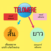 เทโลเมียร์